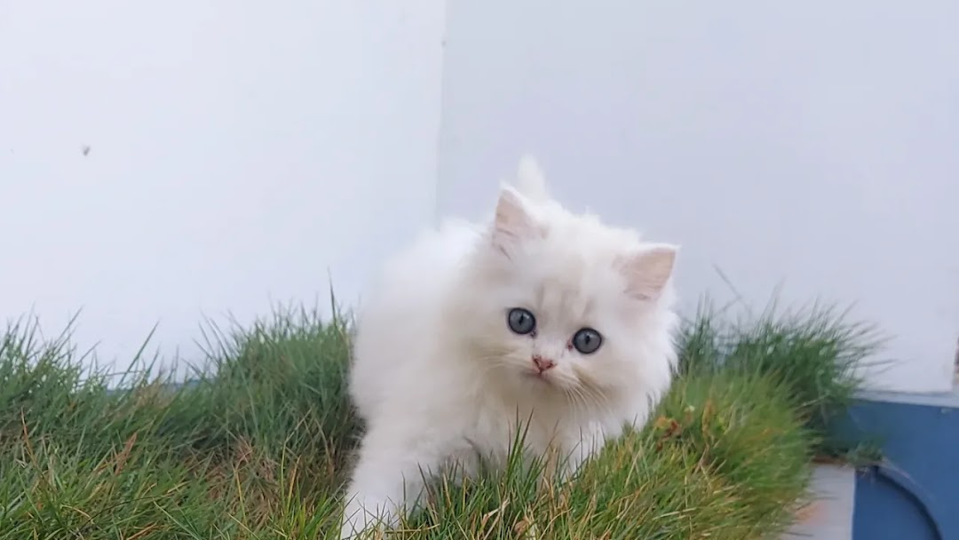正在接受训练的白色波斯猫幼崽