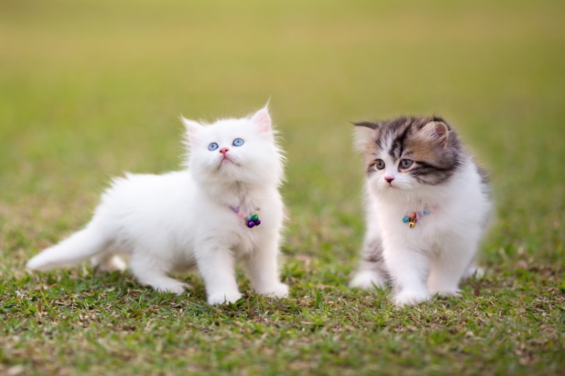互动中的两只波斯猫幼崽