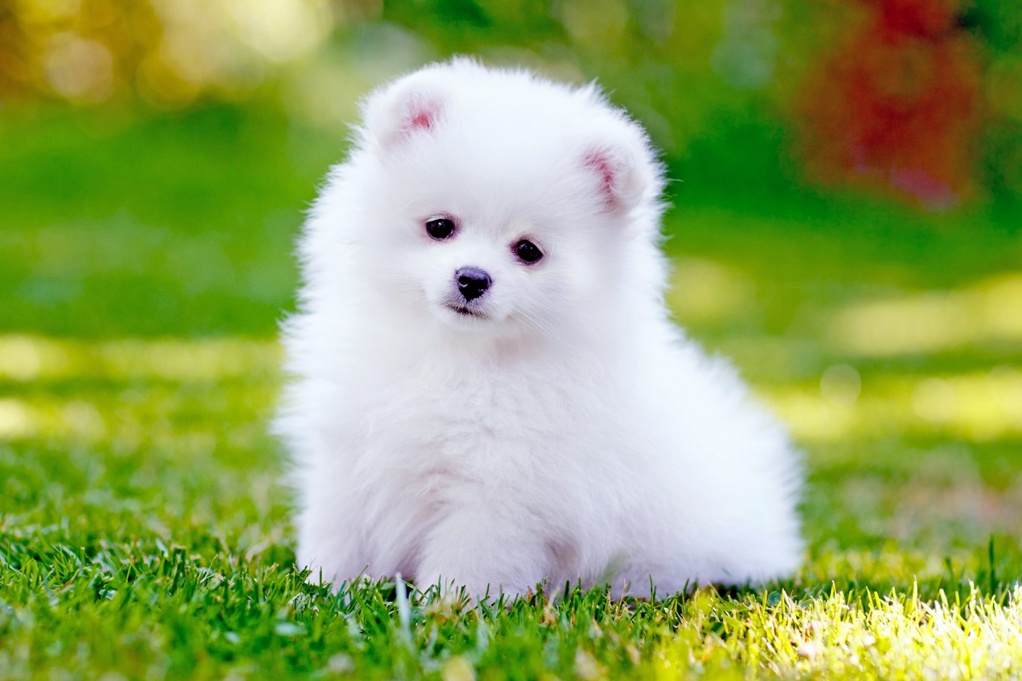 如何正确地给长毛博美犬洗澡美容呢？