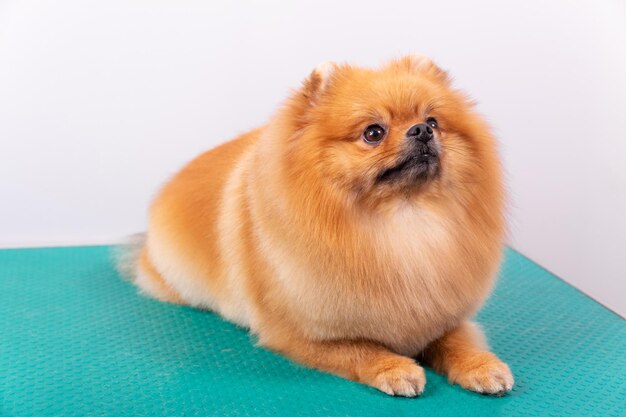 毛发干燥后的博美犬