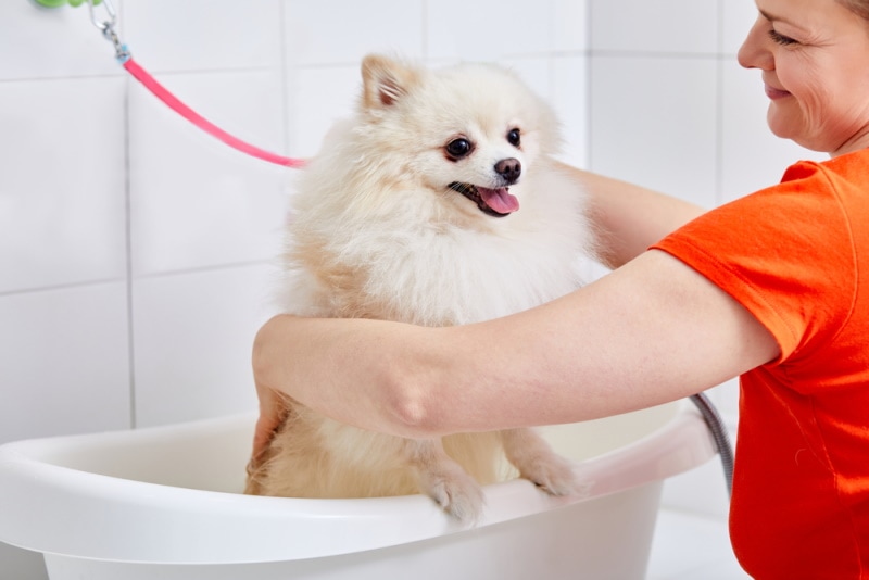 博美犬进入洗澡池