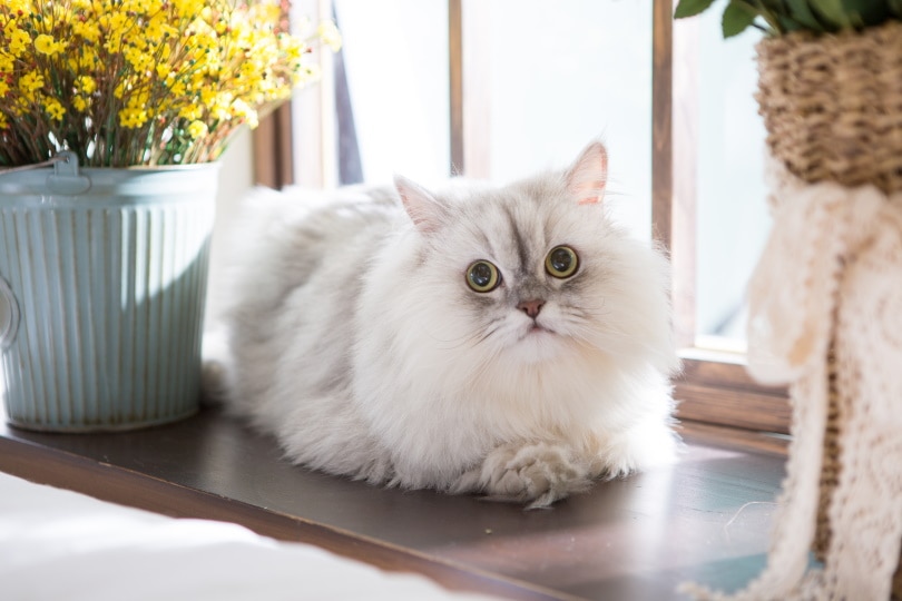波斯猫中暑怎么办?