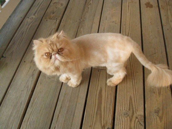 理发后的橘黄色波斯猫