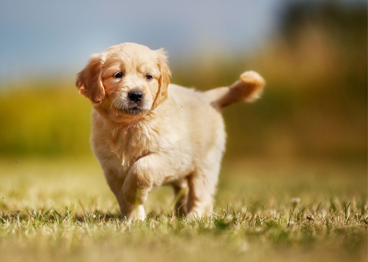 纯种金毛幼犬