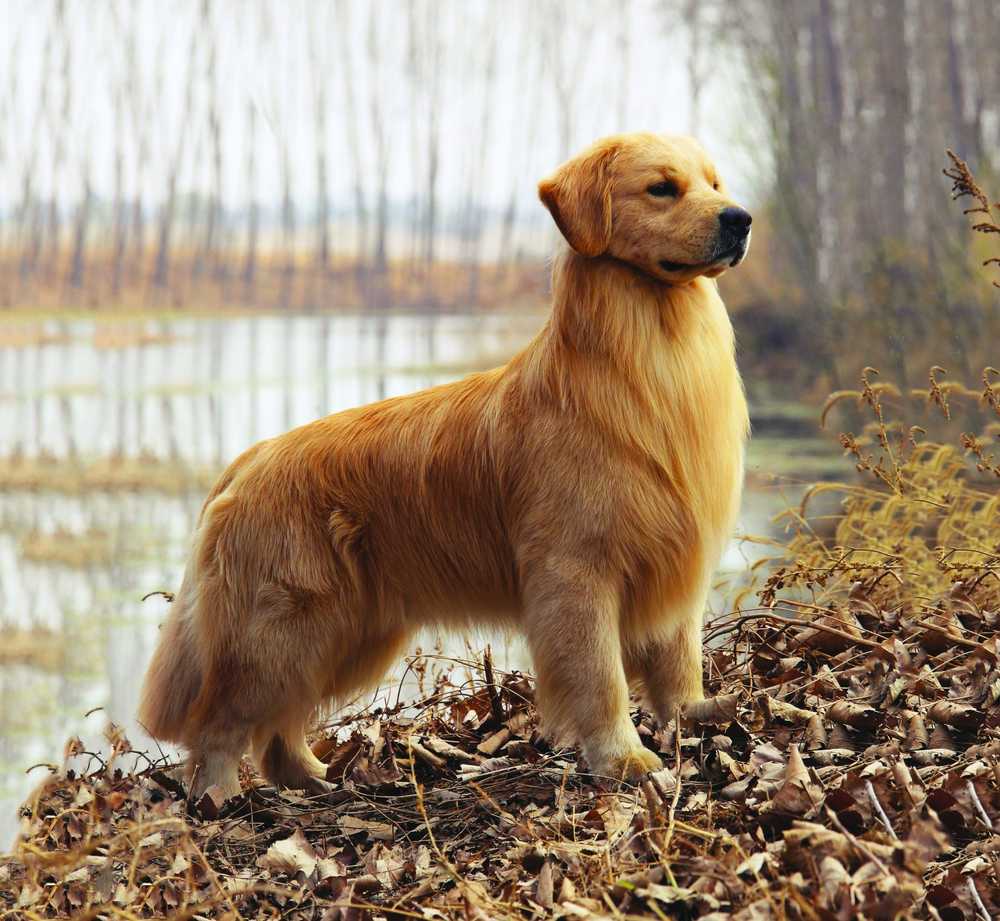 纯种成年金毛犬