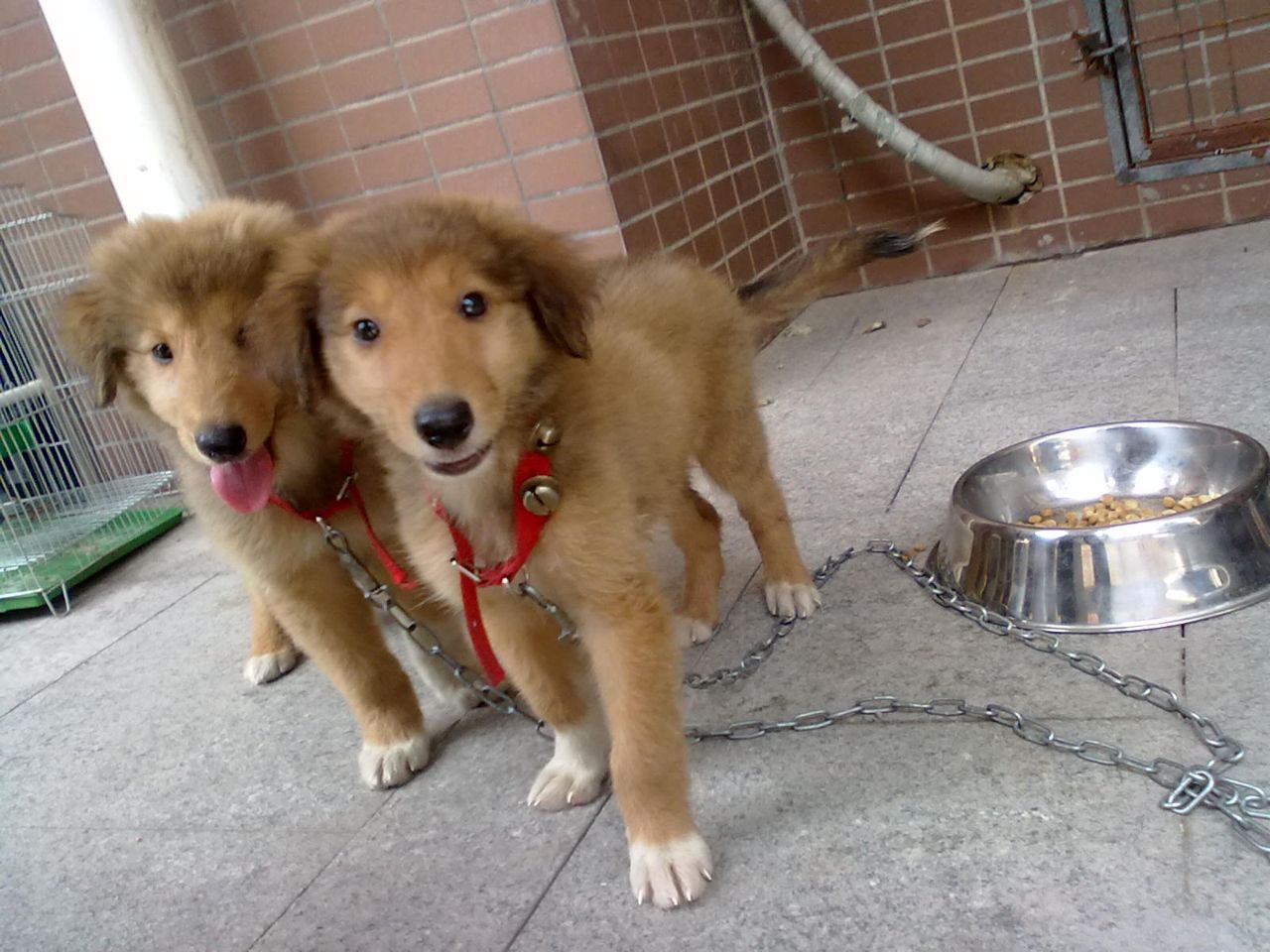 杂交金毛犬