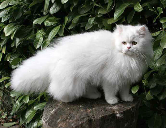 波斯猫的性格与特点是什么呢？