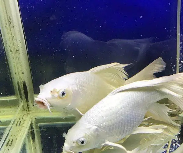 蝴蝶鲤仰泳的原因是什么？