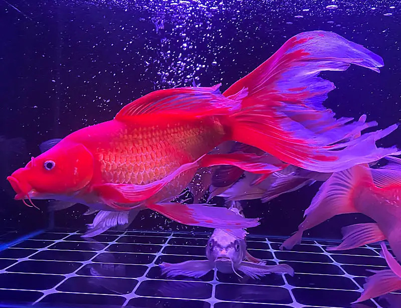 蝴蝶鲤的喂食需要控制好