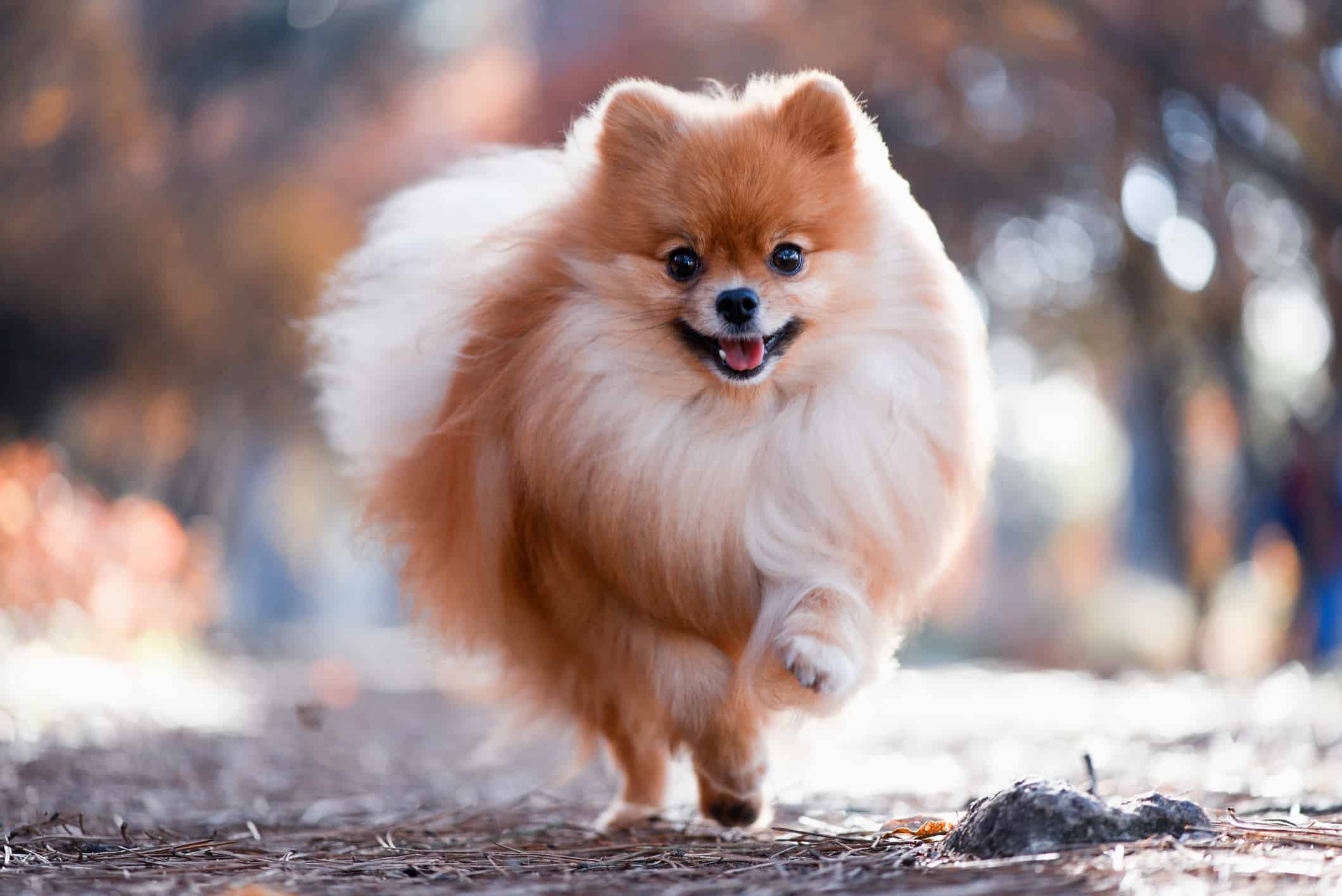 博美犬要如何训练呢？