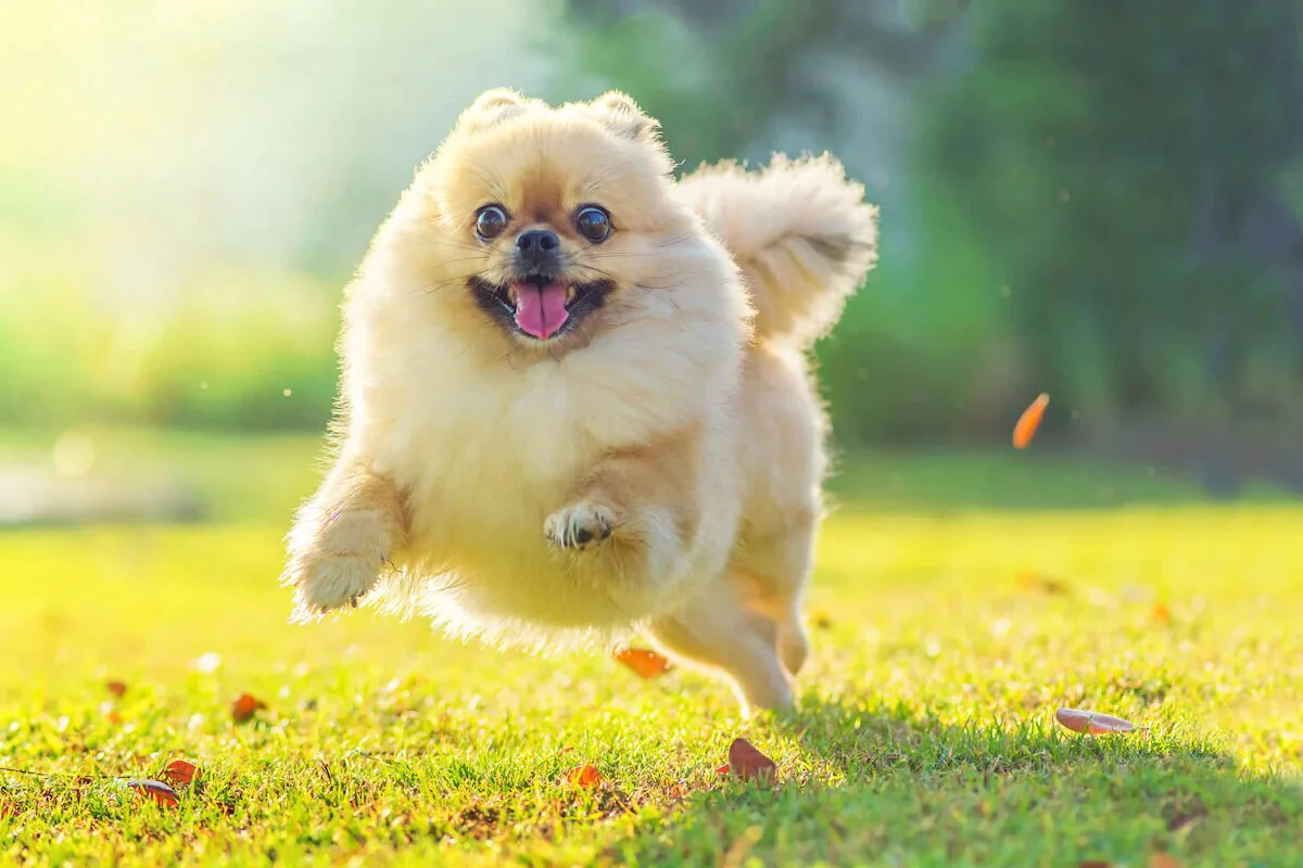 正在接受训练的博美犬
