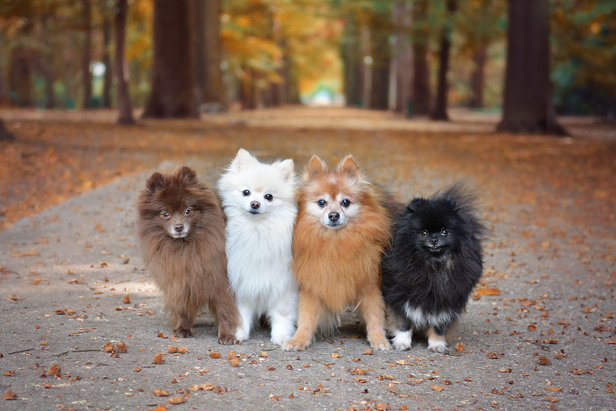 等待训练指令的4只博美犬