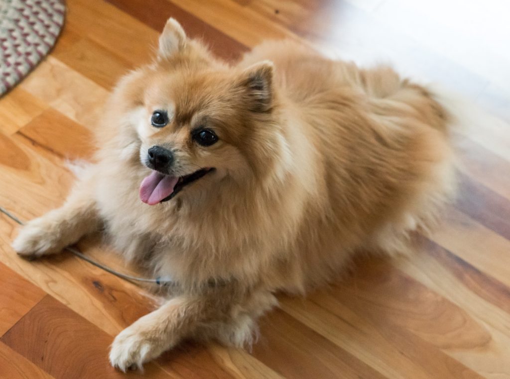 训练后安静下来的博美犬