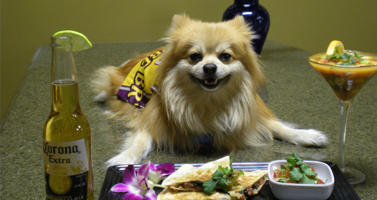 博美犬与调整后的饮食