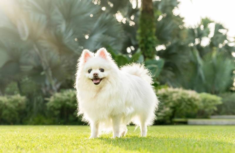 持续观察博美犬的状态