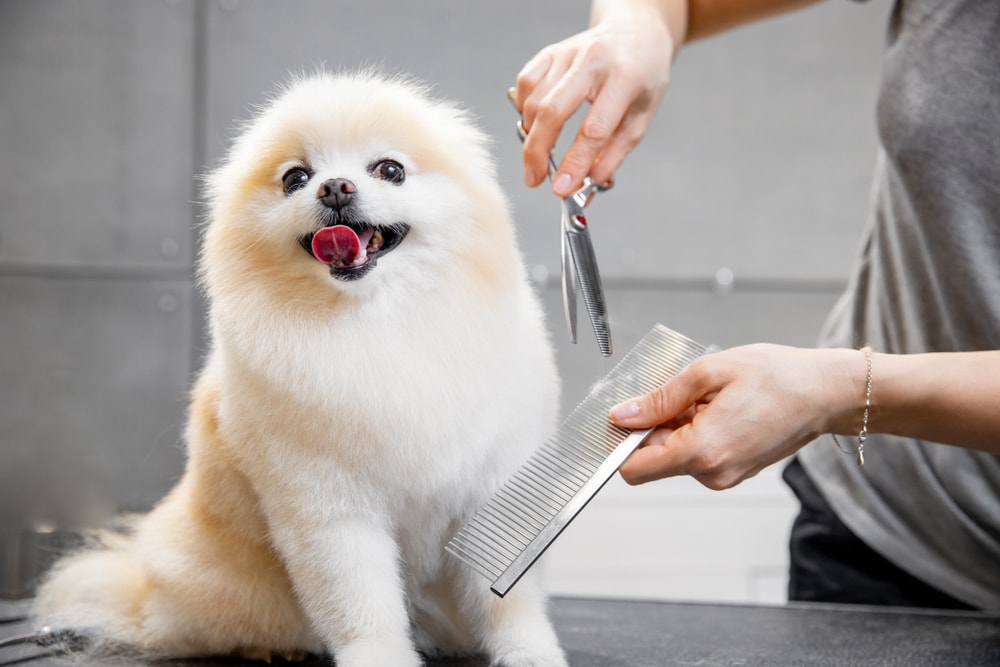 博美犬胎毛怎么修剪呢