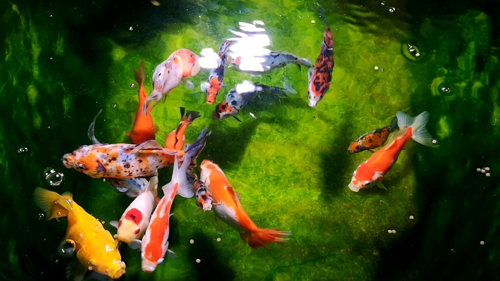 正在接受投食的一群草金