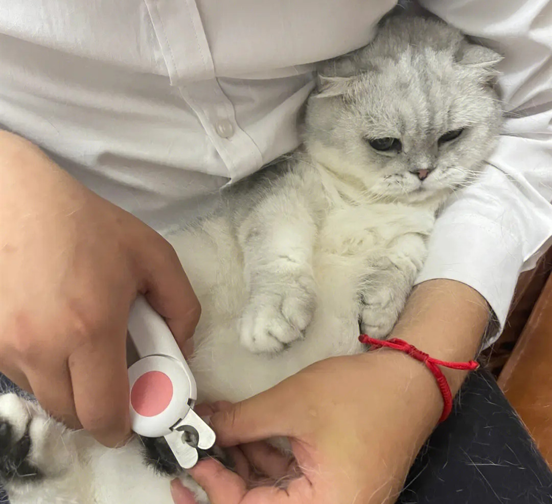 正在接受剪指甲的波斯猫
