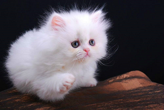 正在接受训练的波斯猫幼崽