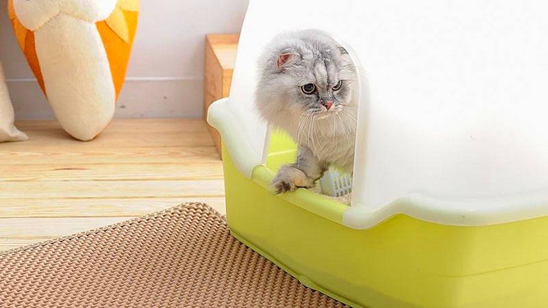 正在熟悉猫砂盆的波斯猫