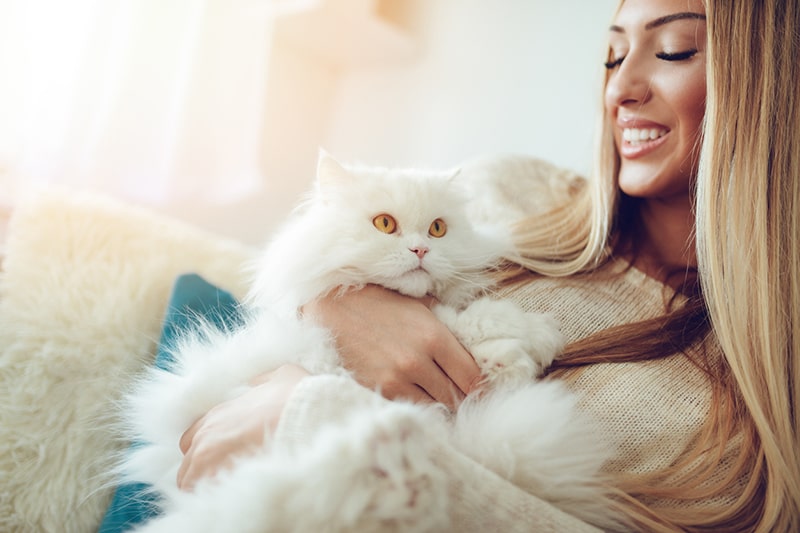 波斯猫与主人互动
