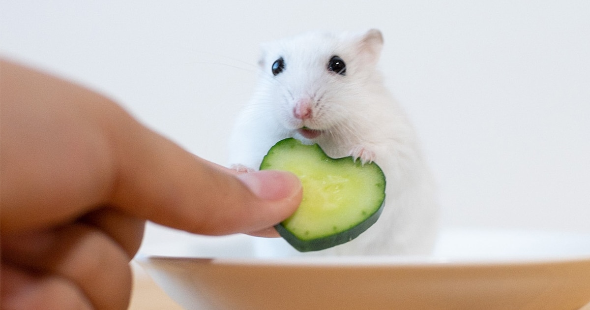 奖励零食给小仓鼠