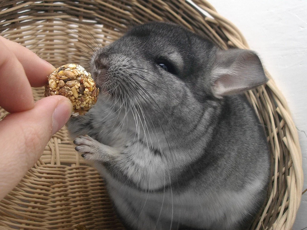 给龙猫喂零食