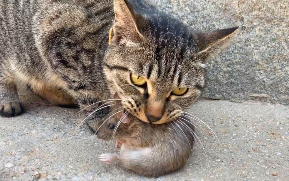 正在吃老鼠的狸花猫