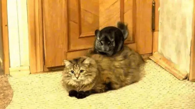 龙猫爬到了狸花猫身上