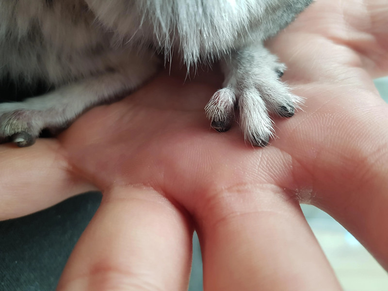 如何给龙猫修剪指甲呢？