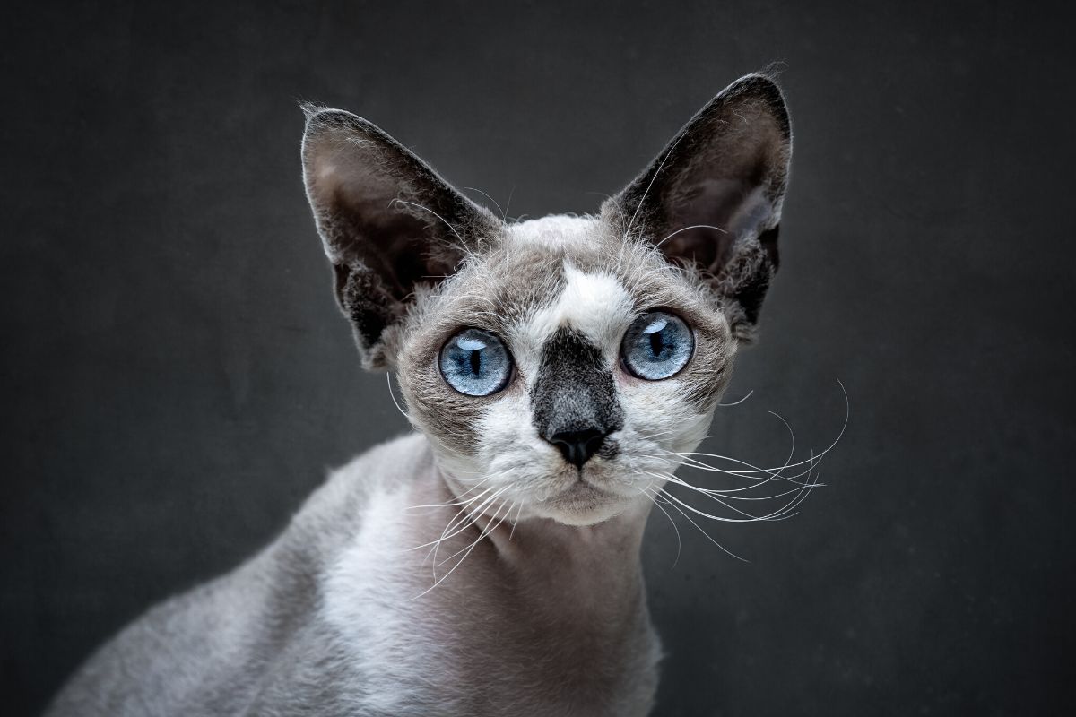 德文卷毛猫掉毛吗？