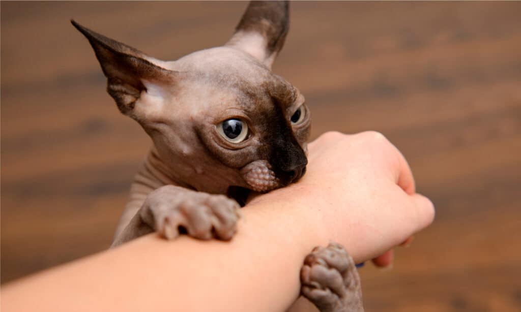 怎么训德文猫不咬人？