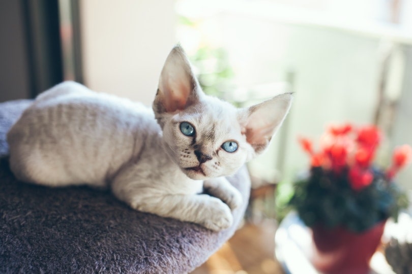 怎么训德文猫听话呢?