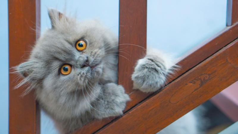 怎么让波斯猫听话？