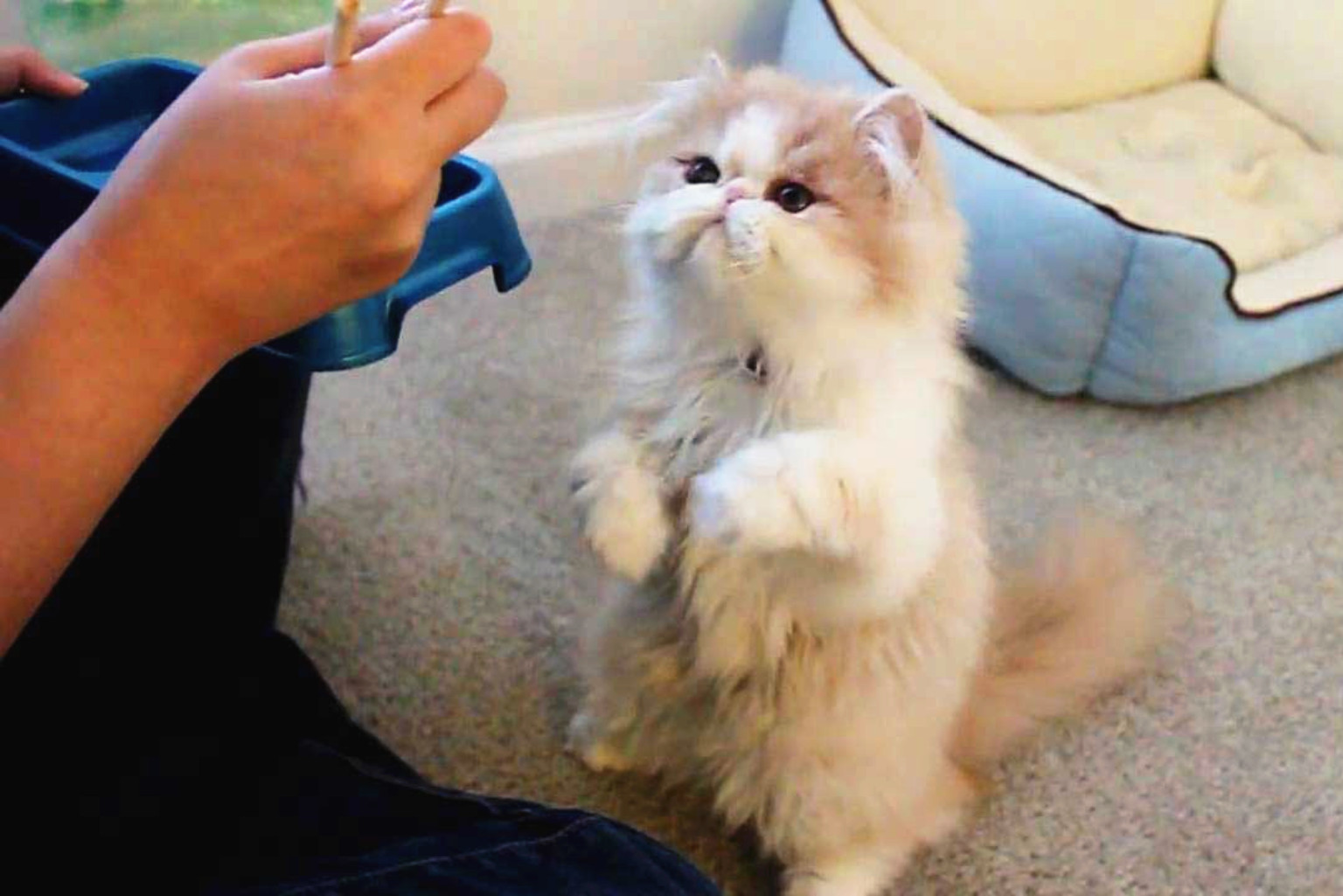 正在接受训练的波斯猫幼崽