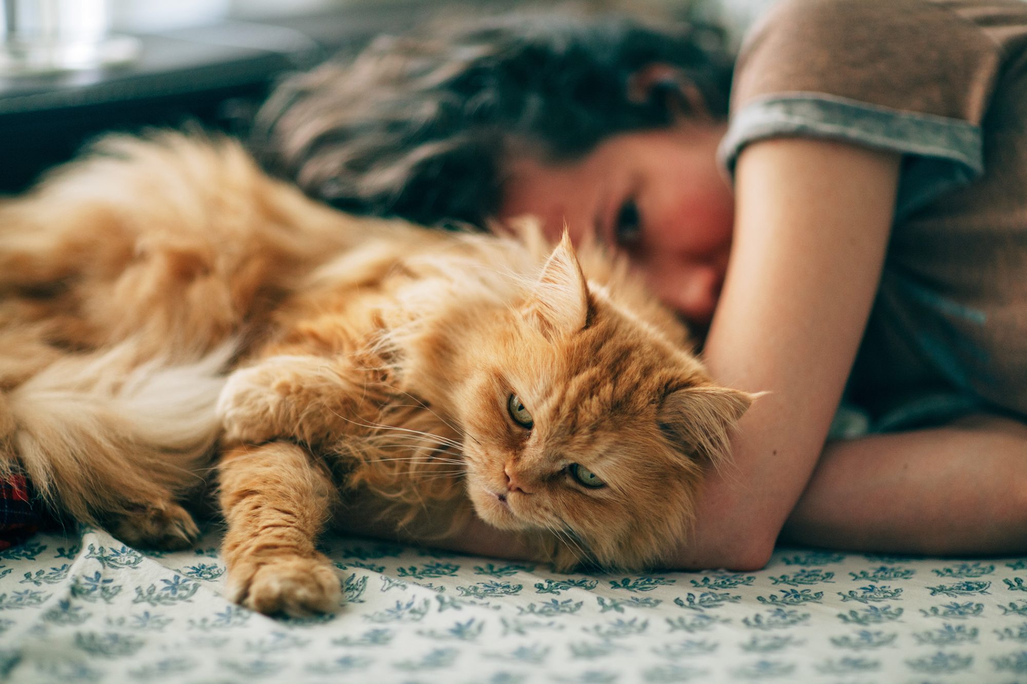 训练后休息的波斯猫