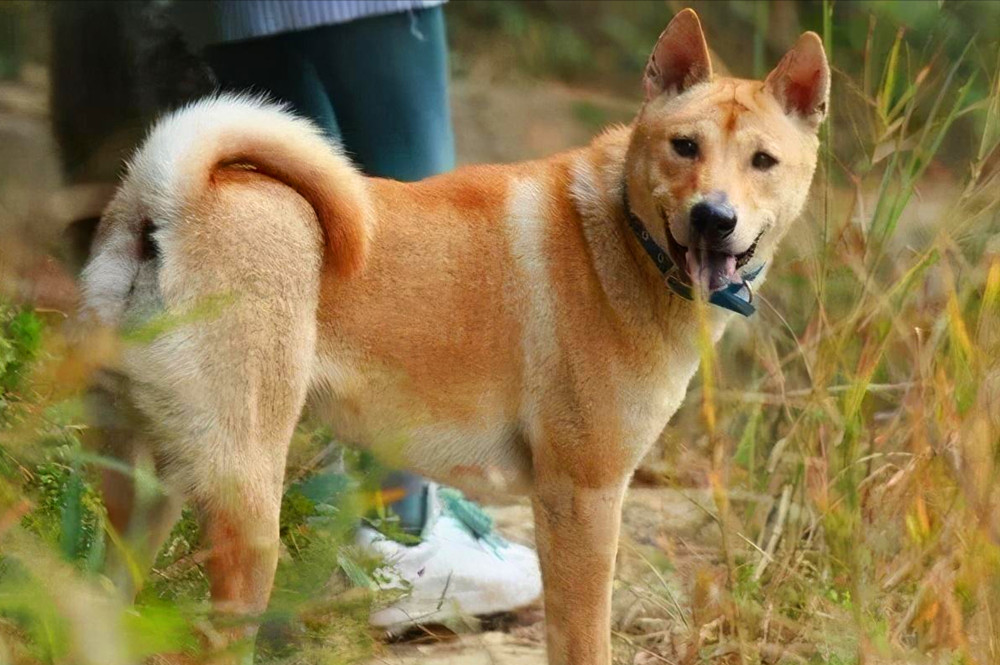 中华田园犬毛发要如何护理？