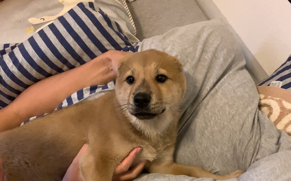 主人正在给他的中华田园犬按摩