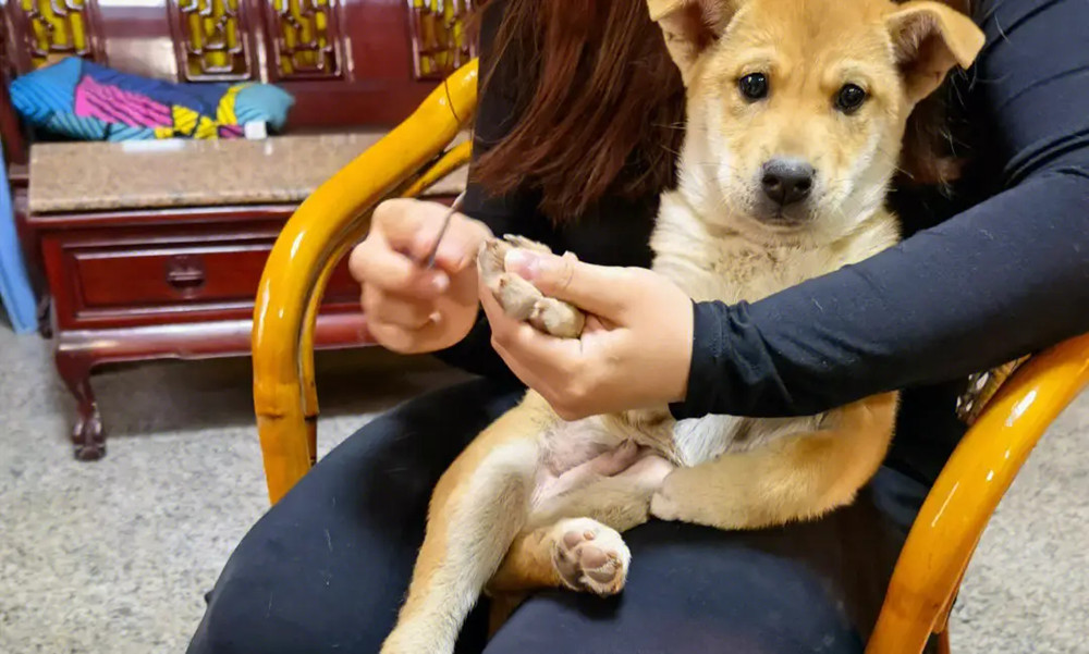 正在被剪指甲的中华田园犬
