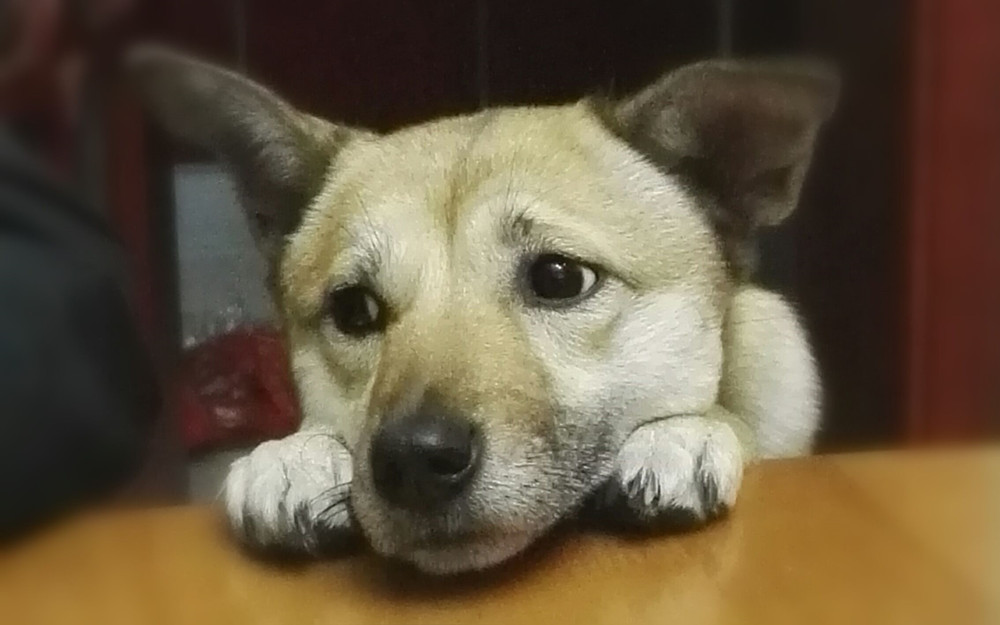 准备接受牙齿护理的中华田园犬