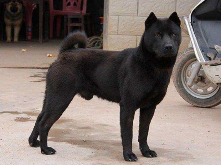 黑色中华田园犬