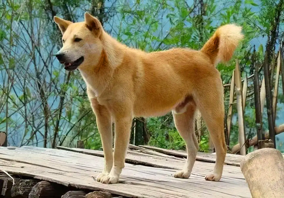 正在守家护院的黄色中华田园犬