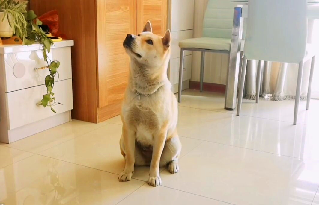 中华田园犬的训练难度如何？ 