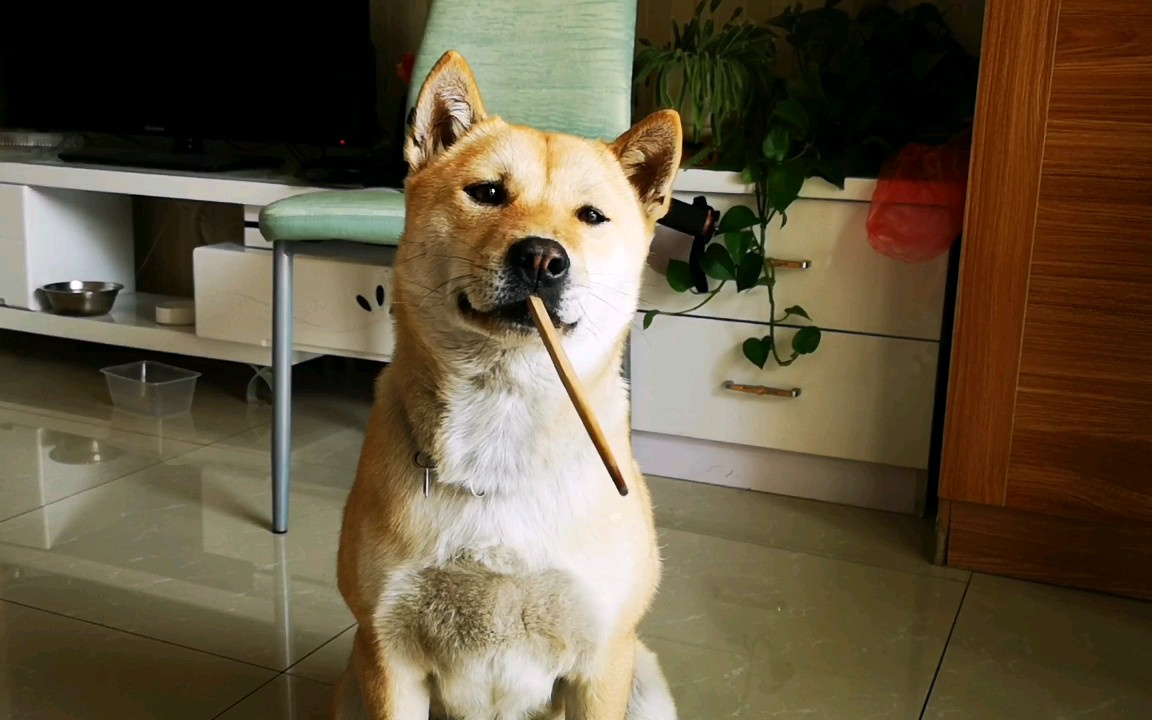 正在接受训练的中华田园犬