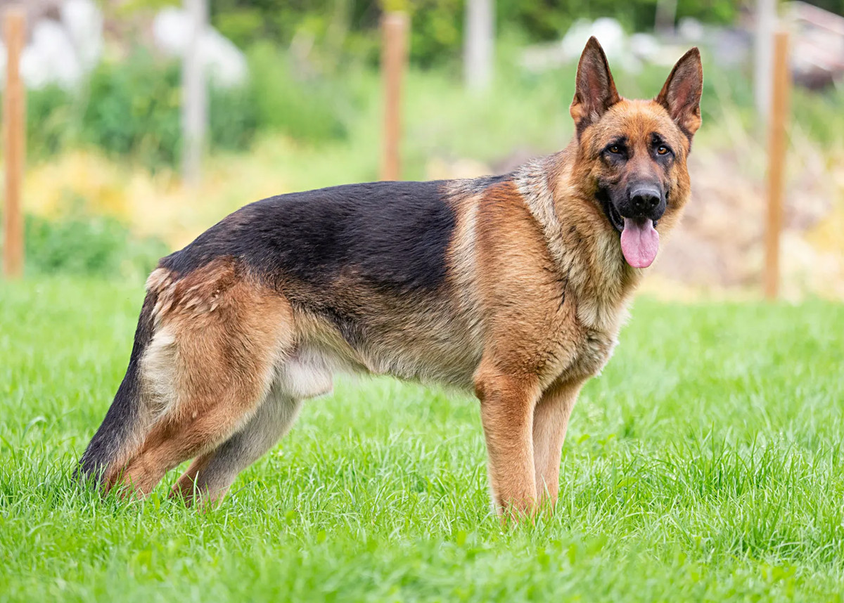 一只在野外的德国牧羊犬