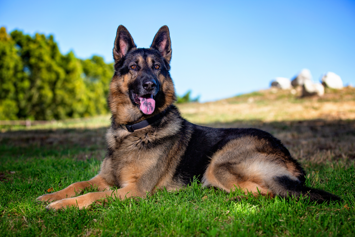德国牧羊犬的训练难度如何？
