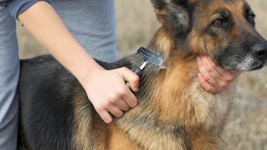 主人正在给德国牧羊犬梳理毛发