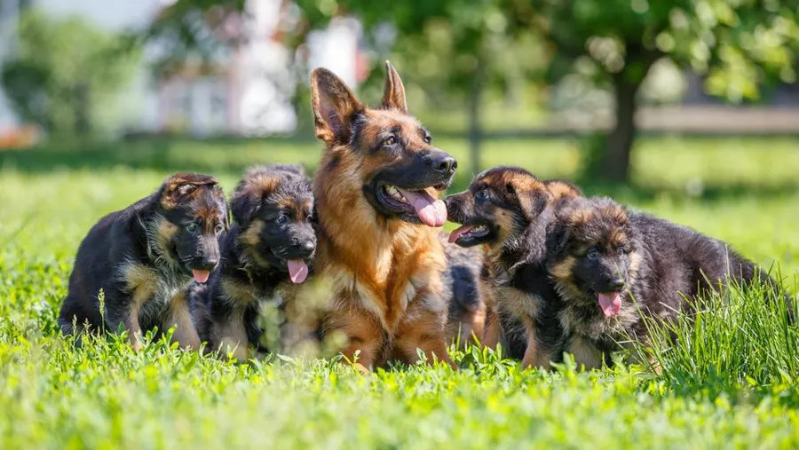 德国牧羊犬得了糖尿病怎么治疗？