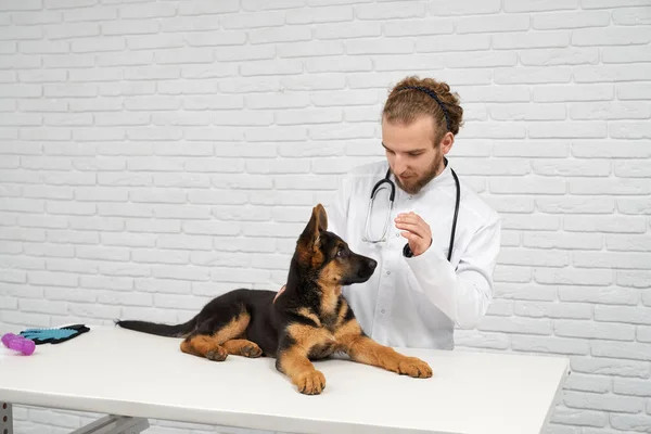 德国牧羊犬与兽医