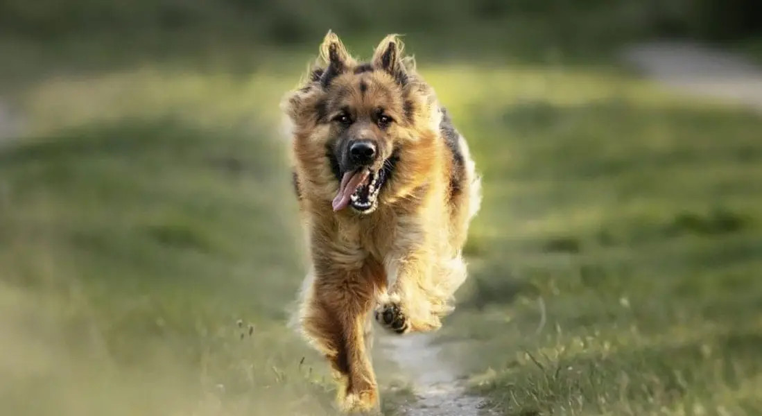 在野外运动的德国牧羊犬